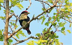 Black-girdled Barbet